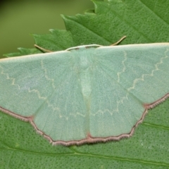 Prasinocyma semicrocea (Common Gum Emerald moth) at QPRC LGA - 12 Nov 2023 by DianneClarke