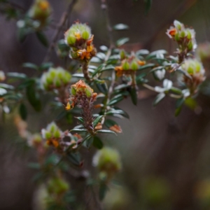 Oxylobium ellipticum at Namadgi National Park - 12 Nov 2023