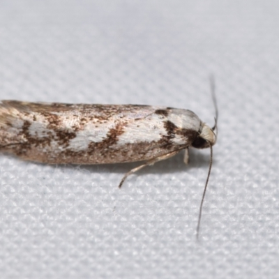 Eusemocosma pruinosa (Philobota Group Concealer Moth) at QPRC LGA - 12 Nov 2023 by DianneClarke