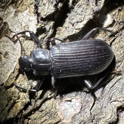 Promethis sp. (genus) (Promethis darkling beetle) at Corroboree Park - 11 Nov 2023 by Pirom