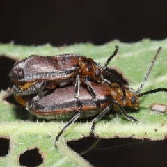 Poneridia (Genus) at suppressed - 11 Nov 2023 11:54 AM