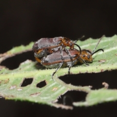Poneridia (Genus) at suppressed - 11 Nov 2023 11:54 AM