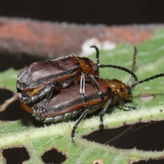 Poneridia (Genus) at suppressed - 11 Nov 2023 11:54 AM