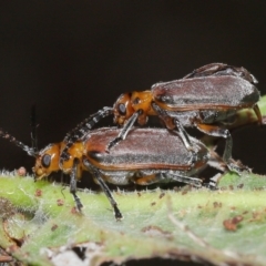 Poneridia (Genus) at suppressed - 11 Nov 2023 11:54 AM