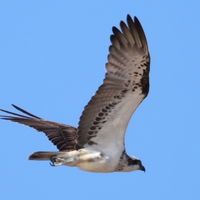 Pandion haliaetus (Osprey) at Wellington Point, QLD - 9 Nov 2023 by TimL