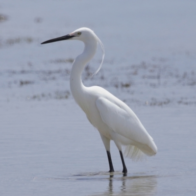 Egretta garzetta (Little Egret) at Wellington Point, QLD - 10 Nov 2023 by TimL