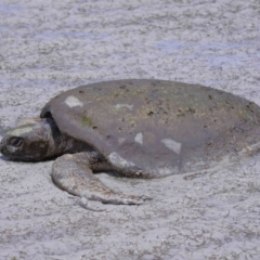 Chelonia mydas at Wellington Point, QLD - 10 Nov 2023 by TimL