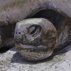 Chelonia mydas at Wellington Point, QLD - 10 Nov 2023 by TimL