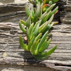 Carpobrotus glaucescens at Mimosa Rocks National Park - 11 Nov 2023 08:53 AM