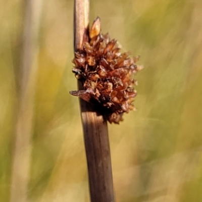 Ficinia nodosa (Knobby Club-rush) at Mimosa Rocks National Park - 10 Nov 2023 by trevorpreston