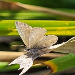Unidentified Butterfly (Lepidoptera, Rhopalocera) at Wapengo, NSW - 10 Nov 2023 by trevorpreston