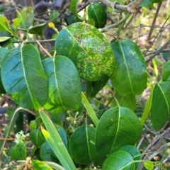 Leichhardtia rostrata at Mimosa Rocks National Park - 11 Nov 2023 08:23 AM