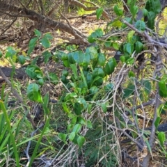 Leichhardtia rostrata at Mimosa Rocks National Park - 11 Nov 2023 08:23 AM