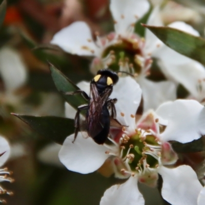 Leioproctus (Leioproctus) irroratus (Yellow-shouldered Bee) at Mongarlowe, NSW - 12 Nov 2023 by LisaH