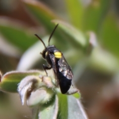 Hylaeinae (subfamily) (Masked bee, Hylaeine bee) at Mongarlowe, NSW - 12 Nov 2023 by LisaH