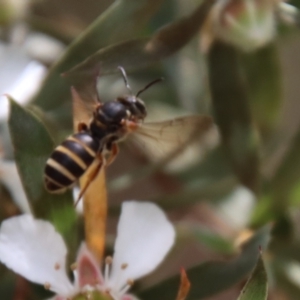 Lasioglossum (Chilalictus) bicingulatum at QPRC LGA - 12 Nov 2023