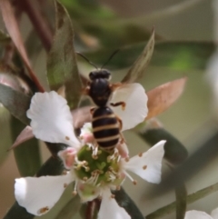 Lasioglossum (Chilalictus) bicingulatum at QPRC LGA - 12 Nov 2023