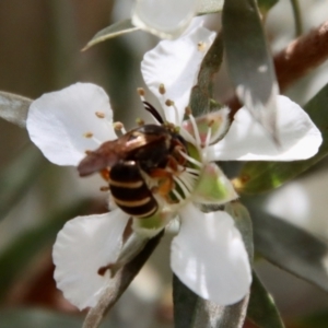 Lasioglossum (Chilalictus) bicingulatum at QPRC LGA - 12 Nov 2023