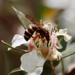 Lasioglossum (Chilalictus) bicingulatum at QPRC LGA - 12 Nov 2023