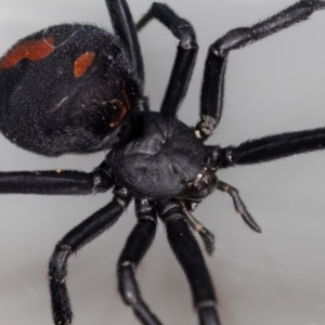 Latrodectus hasselti at QPRC LGA - suppressed