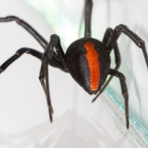 Latrodectus hasselti at QPRC LGA - suppressed