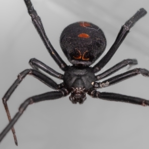 Latrodectus hasselti at QPRC LGA - suppressed