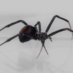 Latrodectus hasselti at QPRC LGA - suppressed