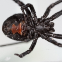 Latrodectus hasselti at QPRC LGA - suppressed