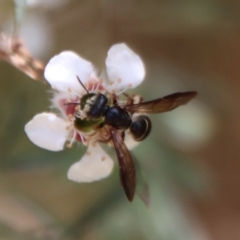 Lasioglossum (Australictus) tertium (Halictid bee) at Mongarlowe River - 12 Nov 2023 by LisaH