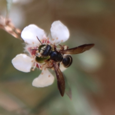 Lasioglossum (Australictus) tertium (Halictid bee) at QPRC LGA - 12 Nov 2023 by LisaH