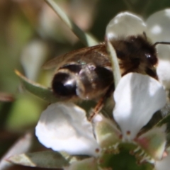 Apis mellifera (European honey bee) at Mongarlowe, NSW - 12 Nov 2023 by LisaH