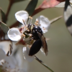 Euryglossa sp. (genus) (A native bee) at Mongarlowe, NSW - 12 Nov 2023 by LisaH