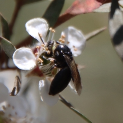 Euryglossa sp. (genus) (A native bee) at Mongarlowe River - 12 Nov 2023 by LisaH