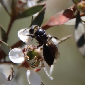 Euryglossa sp. (genus) at QPRC LGA - 12 Nov 2023