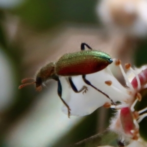 Phlogistus sp. (genus) at QPRC LGA - 12 Nov 2023