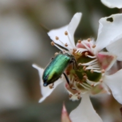 Phlogistus sp. (genus) at QPRC LGA - suppressed