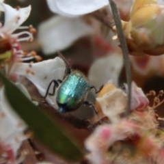 Phlogistus sp. (genus) at QPRC LGA - 12 Nov 2023