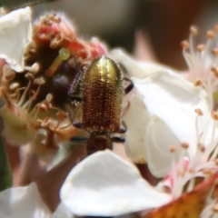 Phlogistus sp. (genus) at QPRC LGA - 12 Nov 2023