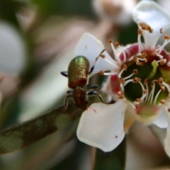 Phlogistus sp. (genus) at QPRC LGA - 12 Nov 2023