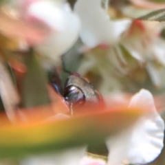 Castiarina sexplagiata at QPRC LGA - suppressed