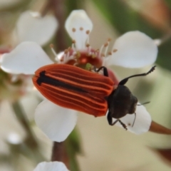 Castiarina erythroptera (Lycid Mimic Jewel Beetle) at Mongarlowe River - 12 Nov 2023 by LisaH