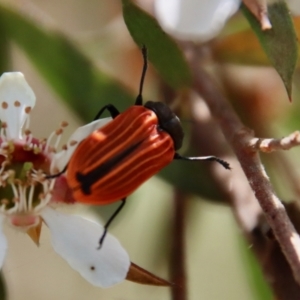 Castiarina erythroptera at QPRC LGA - 12 Nov 2023