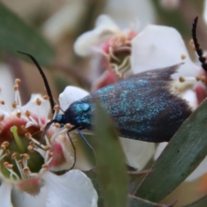 Pollanisus (genus) at QPRC LGA - suppressed