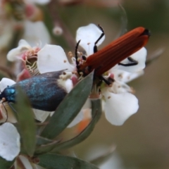 Pollanisus (genus) at QPRC LGA - 12 Nov 2023