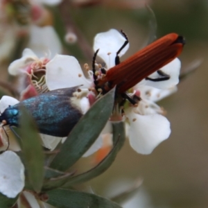 Pollanisus (genus) at QPRC LGA - suppressed