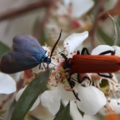 Pollanisus (genus) at QPRC LGA - 12 Nov 2023