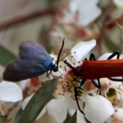 Pollanisus (genus) at QPRC LGA - 12 Nov 2023