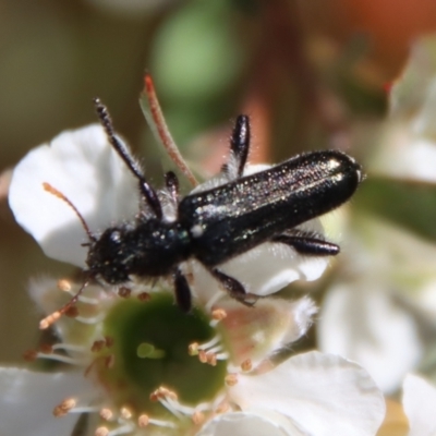 Eleale simplex (Clerid beetle) at Mongarlowe River - 12 Nov 2023 by LisaH