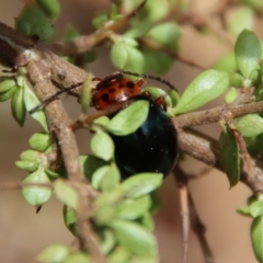 Peltoschema oceanica (Oceanica leaf beetle) at Mongarlowe, NSW - 12 Nov 2023 by LisaH