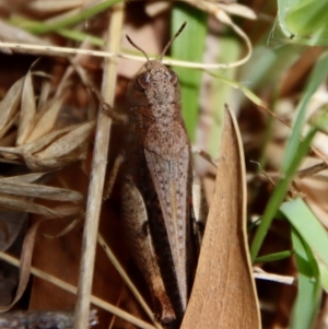 Cryptobothrus chrysophorus at QPRC LGA - 12 Nov 2023